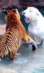 Preview wallpaper tigers, water, fighting, river
