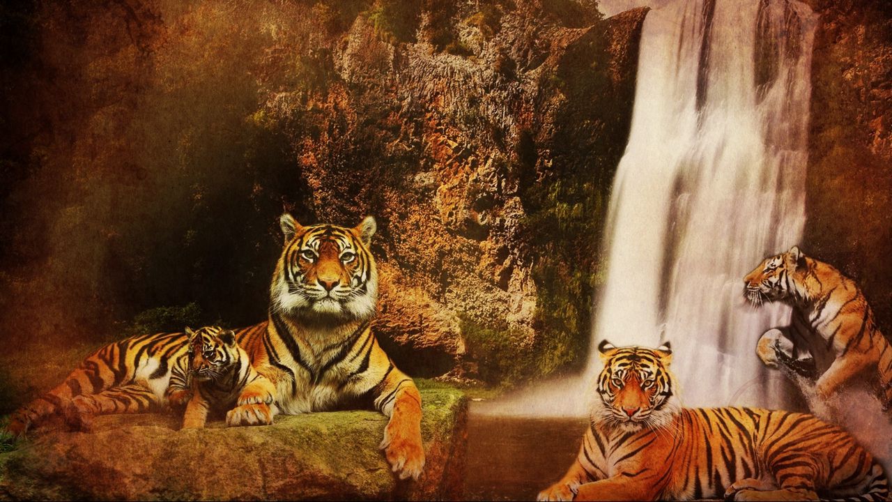 Wallpaper tigers, waterfalls, mountains, background, cat, water, rocks, predators