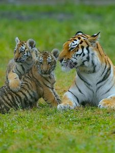 Preview wallpaper tigers, young, grass, predators, lying
