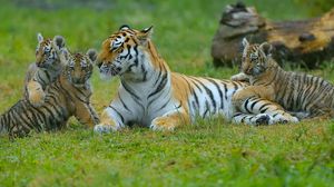 Preview wallpaper tigers, young, grass, predators, lying