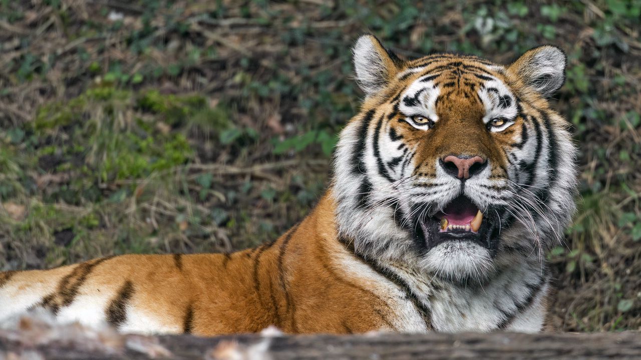 Wallpaper tigress, big cat, predator, fangs
