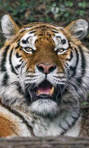 Preview wallpaper tigress, big cat, predator, fangs