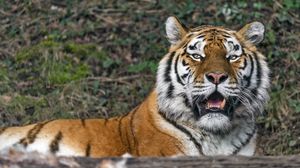 Preview wallpaper tigress, big cat, predator, fangs
