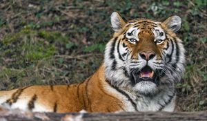 Preview wallpaper tigress, big cat, predator, fangs