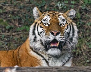 Preview wallpaper tigress, big cat, predator, fangs
