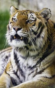 Preview wallpaper tiger, grin, predator, big cat, wild