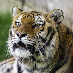 Preview wallpaper tiger, grin, predator, big cat, wild