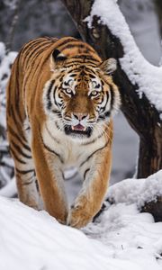 Preview wallpaper tigress, grin, predator, big cat, movement, snow