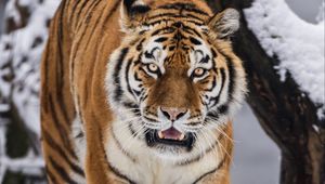 Preview wallpaper tigress, grin, predator, big cat, movement, snow