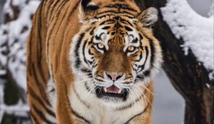 Preview wallpaper tigress, grin, predator, big cat, movement, snow