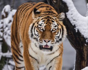 Preview wallpaper tigress, grin, predator, big cat, movement, snow