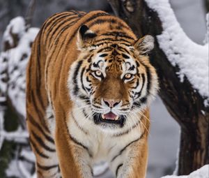Preview wallpaper tigress, grin, predator, big cat, movement, snow