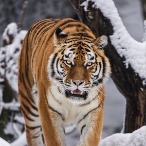 Preview wallpaper tigress, grin, predator, big cat, movement, snow