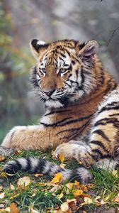 Preview wallpaper tigress, paw, big cat, predator
