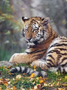 Preview wallpaper tigress, paw, big cat, predator