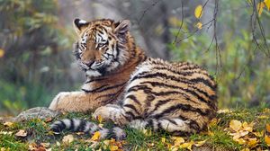 Preview wallpaper tigress, paw, big cat, predator