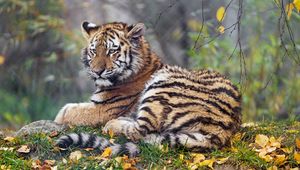 Preview wallpaper tigress, paw, big cat, predator