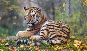 Preview wallpaper tigress, paw, big cat, predator