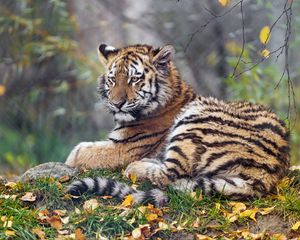 Preview wallpaper tigress, paw, big cat, predator