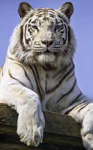 Preview wallpaper tigress, paw, predator, big cat