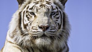 Preview wallpaper tigress, paw, predator, big cat