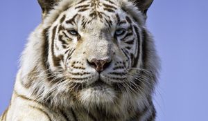 Preview wallpaper tigress, paw, predator, big cat