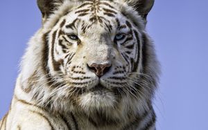Preview wallpaper tigress, paw, predator, big cat