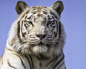 Preview wallpaper tigress, paw, predator, big cat
