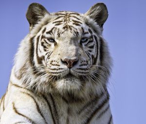 Preview wallpaper tigress, paw, predator, big cat