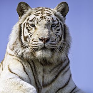 Preview wallpaper tigress, paw, predator, big cat