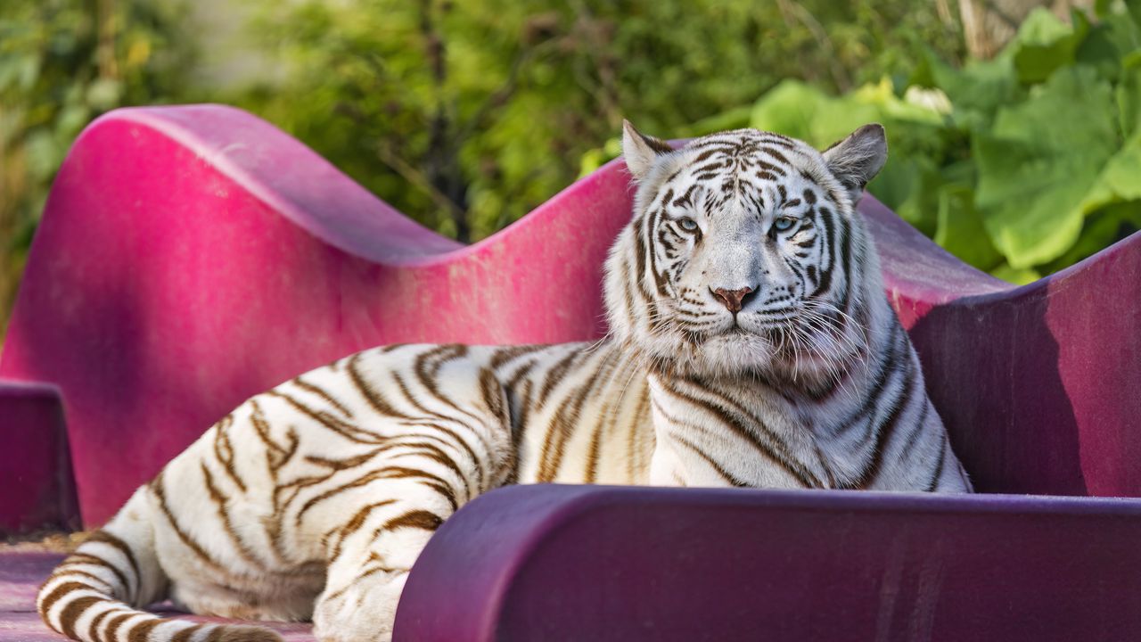 Wallpaper tigress, pose, predator, big cat, wild, striped