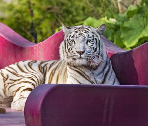 Preview wallpaper tigress, pose, predator, big cat, wild, striped
