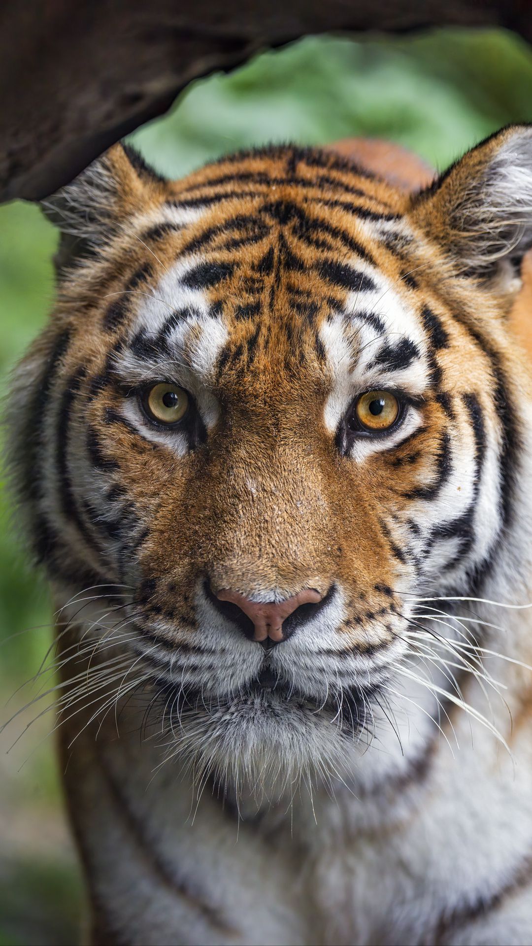 Download wallpaper 1080x1920 tigress, tiger, predator, animal, wildlife ...