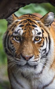 Preview wallpaper tigress, tiger, predator, animal, wildlife