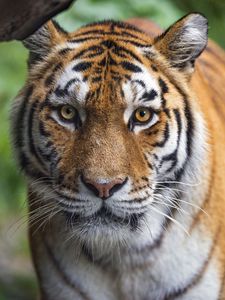 Preview wallpaper tigress, tiger, predator, animal, wildlife