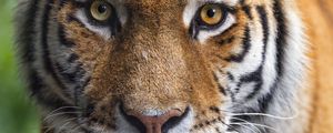 Preview wallpaper tigress, tiger, predator, animal, wildlife