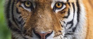 Preview wallpaper tigress, tiger, predator, animal, wildlife