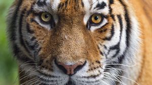 Preview wallpaper tigress, tiger, predator, animal, wildlife