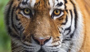 Preview wallpaper tigress, tiger, predator, animal, wildlife