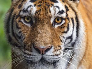 Preview wallpaper tigress, tiger, predator, animal, wildlife