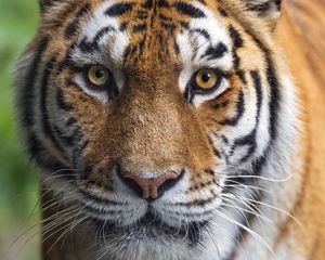 Preview wallpaper tigress, tiger, predator, animal, wildlife