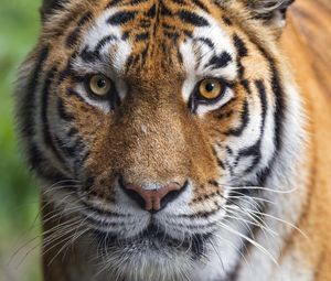 Preview wallpaper tigress, tiger, predator, animal, wildlife