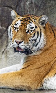 Preview wallpaper tigress, tiger, predator, animal
