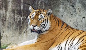 Preview wallpaper tigress, tiger, predator, animal