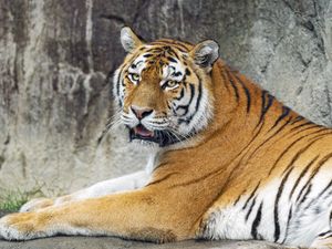 Preview wallpaper tigress, tiger, predator, animal