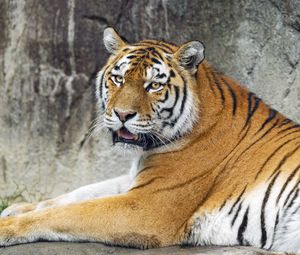 Preview wallpaper tigress, tiger, predator, animal