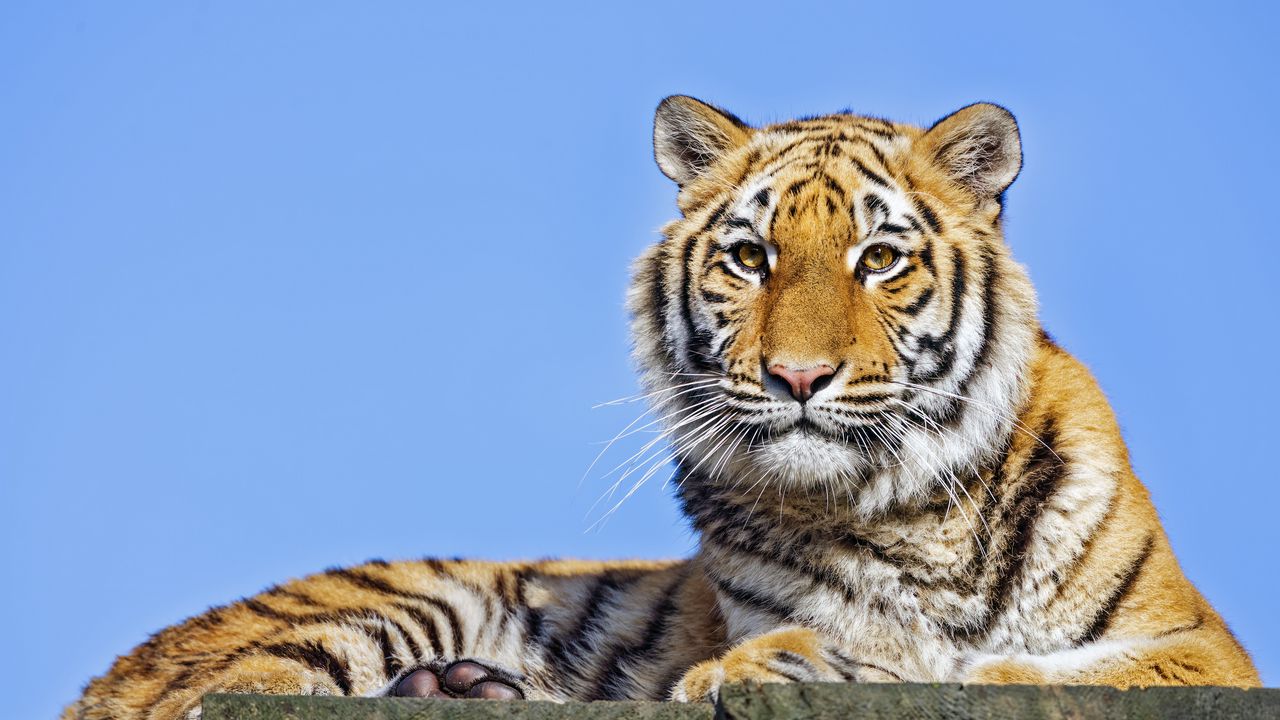 Wallpaper tigress, tiger, predator, animal, stone