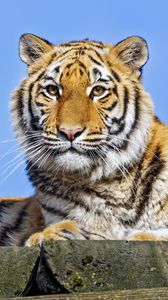 Preview wallpaper tigress, tiger, predator, animal, stone