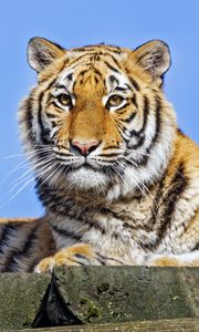 Preview wallpaper tigress, tiger, predator, animal, stone