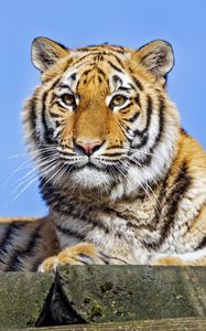 Preview wallpaper tigress, tiger, predator, animal, stone